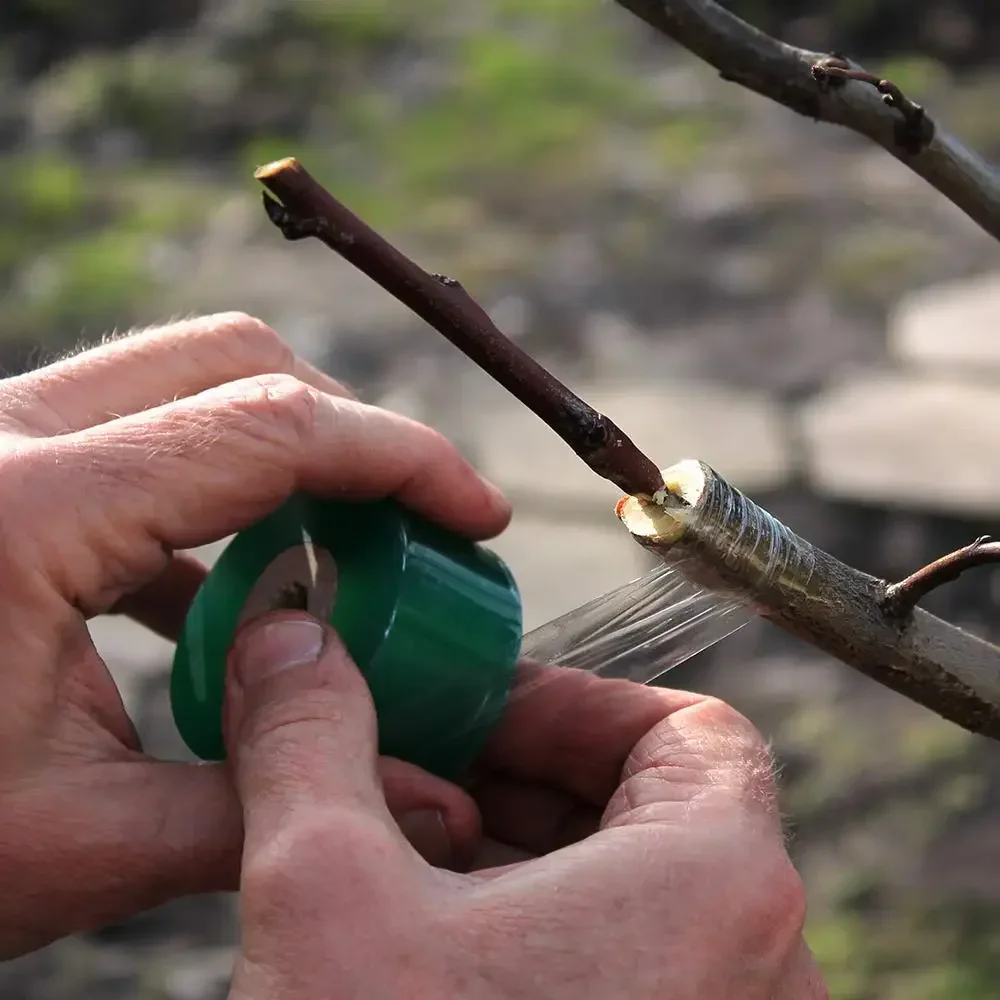 5 rolos de fita de enxerto fil - Bonsai Garden Tree avaliação e preço