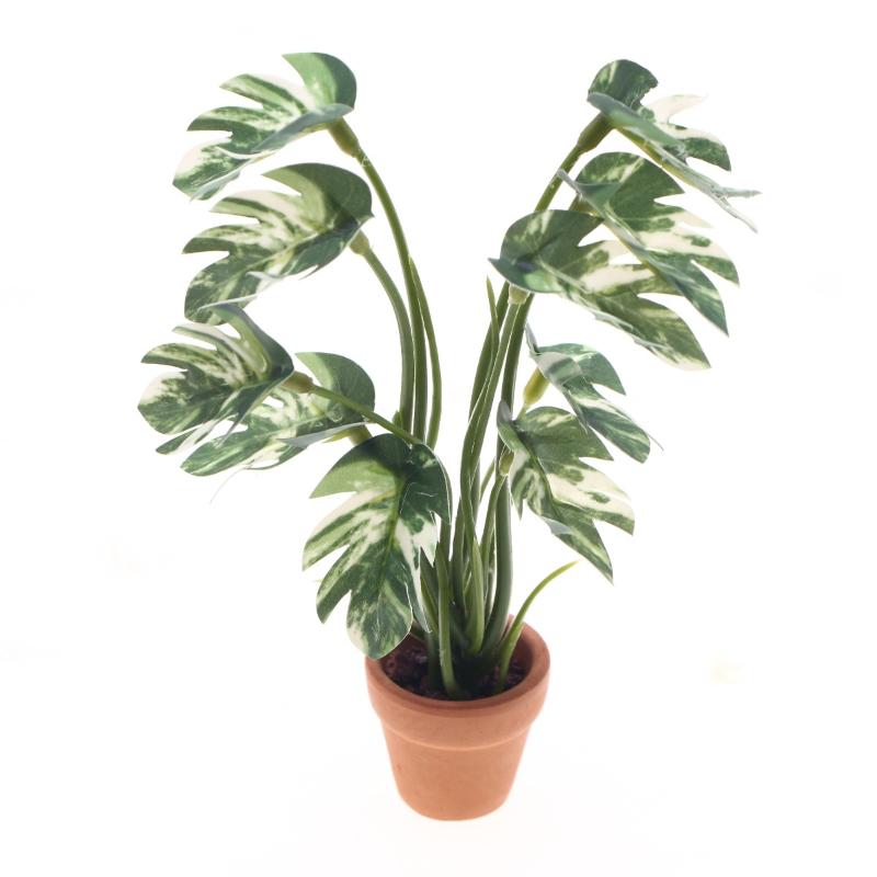 Novo. 1PC Planta Verde Monster - Bonsai Gardener avaliação e preço